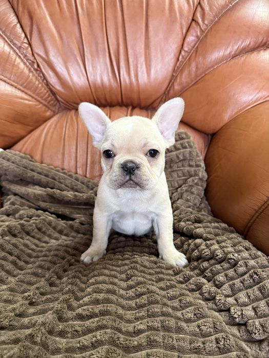 Excelente menina Bulldog/Bouledogue Frances de Qualidade