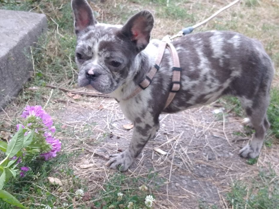 Французький бульдог дівчинка