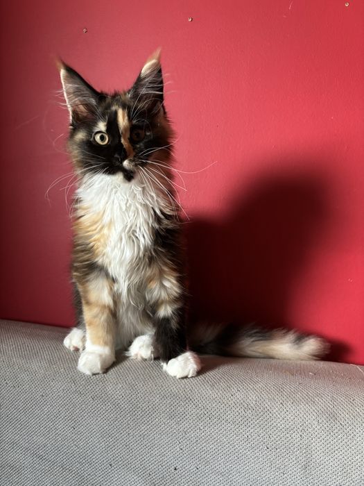 Kotka Maine coon z rodowodem FPL