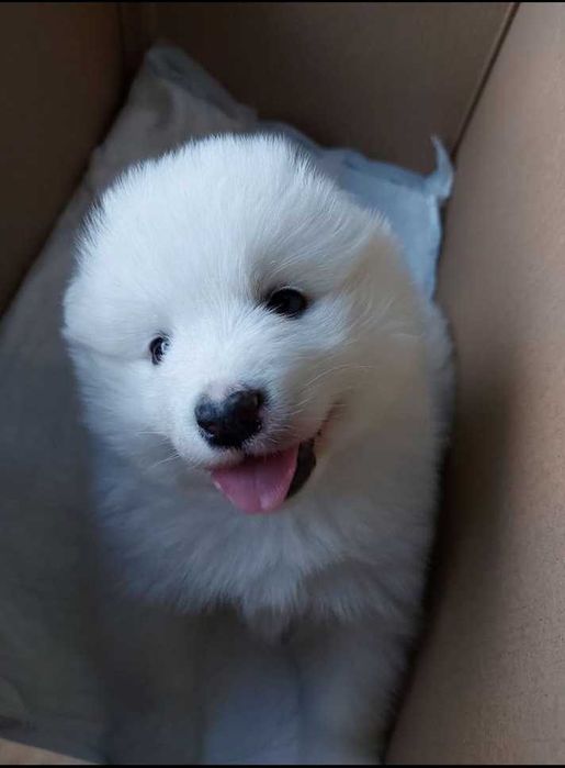 Приглашаем на вязку собаки породы "Самоед " (Самоедская лайка)