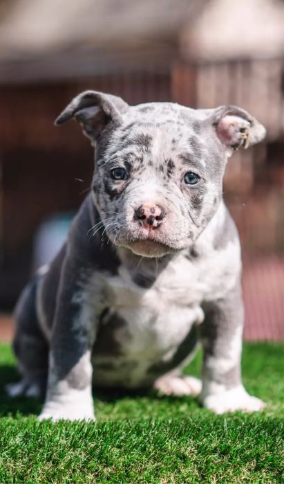 Буллі в Неймовірних Окрасах - Тільки в SAPPHIRE KINGDOM!