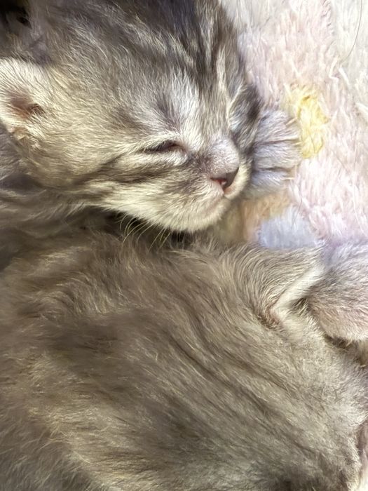 Maine Coon pręgowana dziewczynka GOOD AFTERNOON | rodowód FPL