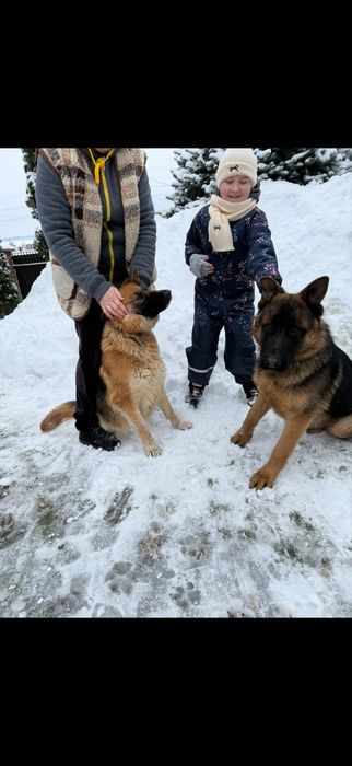 Німецькі вівчарки цуценя