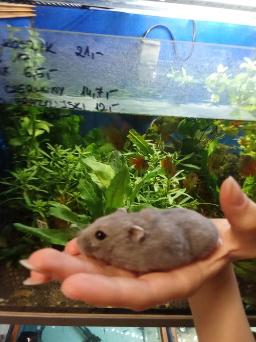 Chomik Dżungalski w sklepie zoologicznym GRUBY KOCUR Sędziszów Małpolski