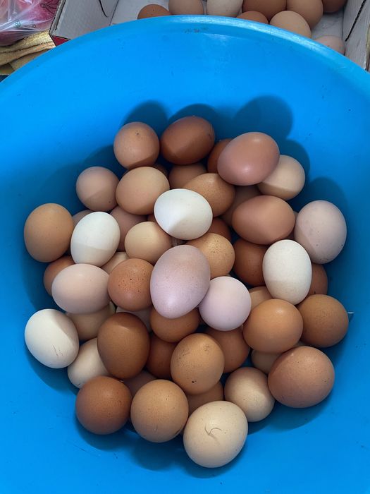 Vende-se ovos caseiros