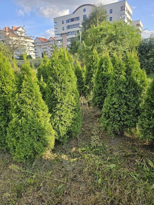 Tuja  Szmaragd 170 - 180 cm -Warszawa