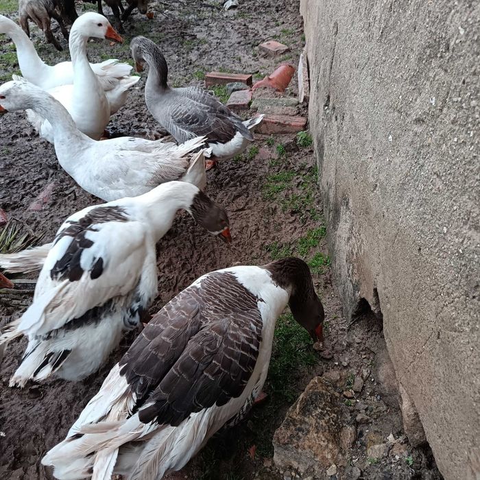 Envio Ovos de ganso / ganso macho branco