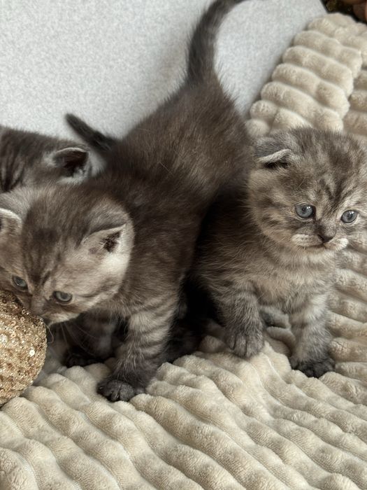 продається висловушка дівчинка