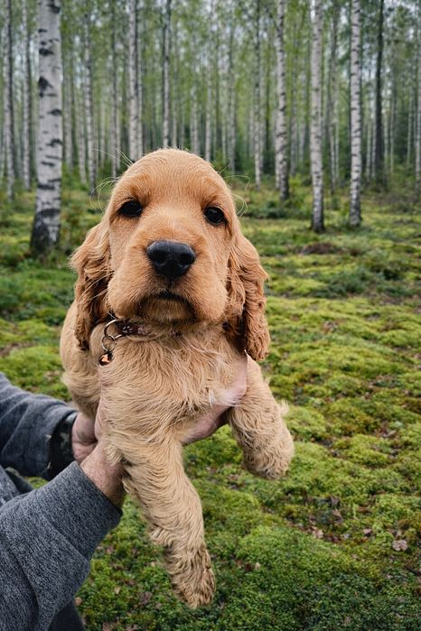 Cocker spaniel złoty szczeniak
