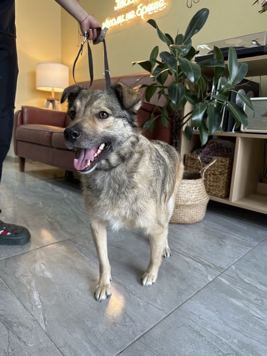 Бруня шукає дім, стерилізована