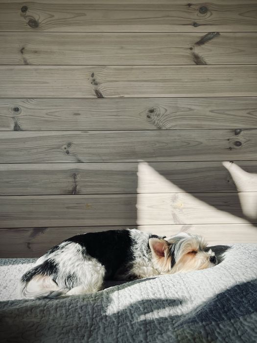 Бівер йорк хлопчик, вязка.