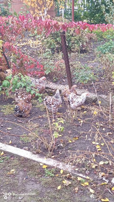 Кохінхін карликовий