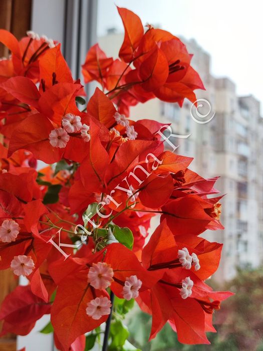 Бугенвілія Tomato Red!