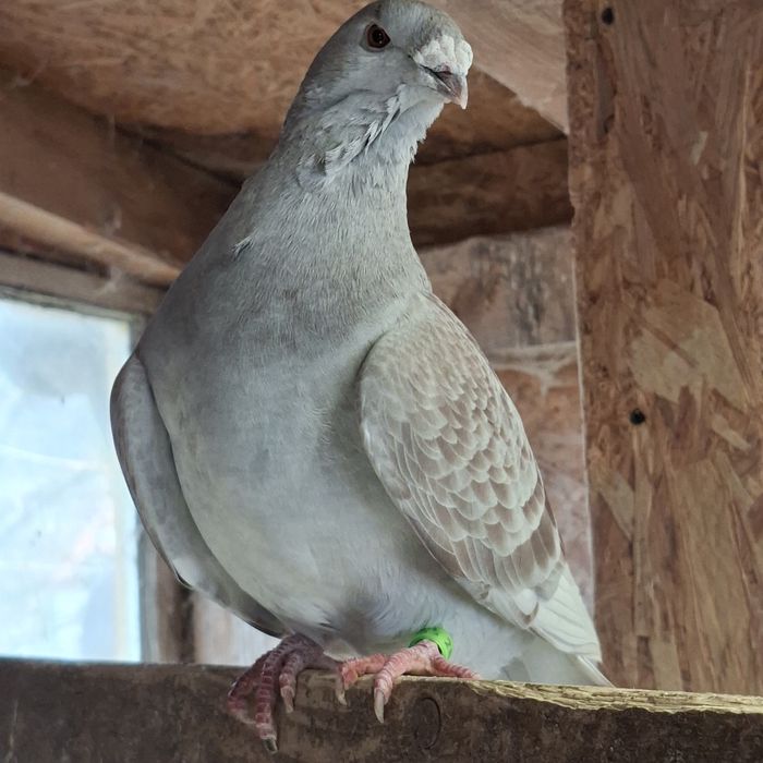 Gołębie standard samiczka 23r