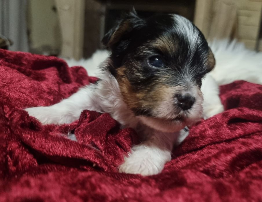 York Biewer Eros Samiec Chłopiec