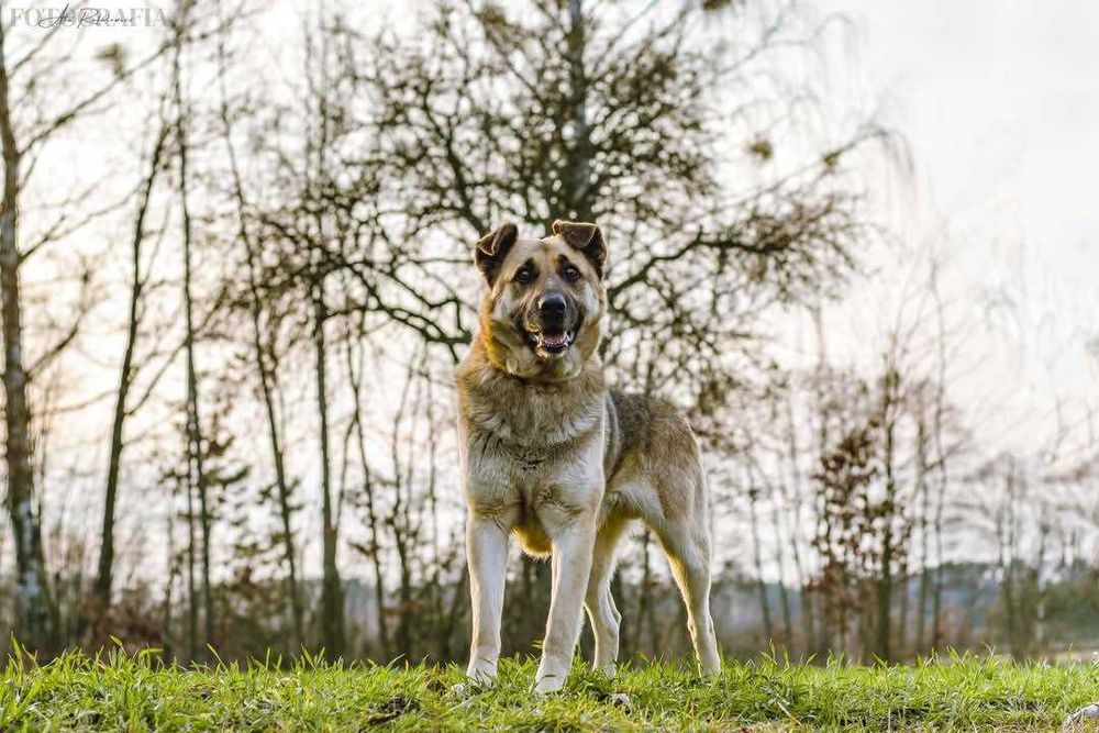 Ok. 5-6 letni pies Staś, dogaduje się z innymi psami