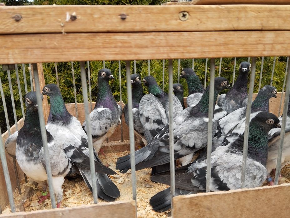 Deresze gołębie ozdobne