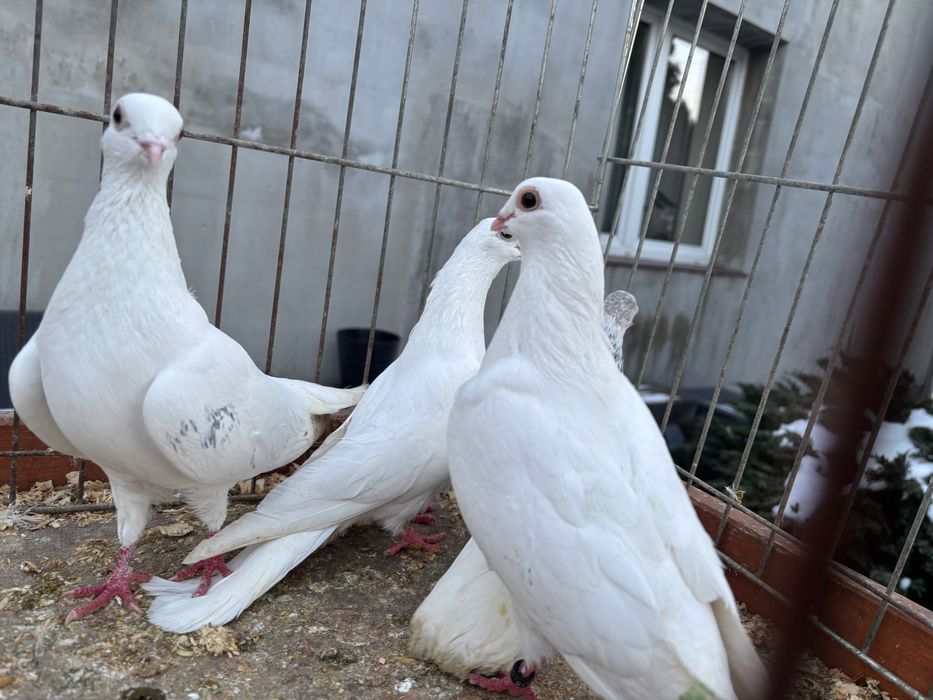 Gołębie Budapeszty