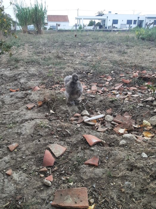 Urgente Sedosa do Japão galinhas