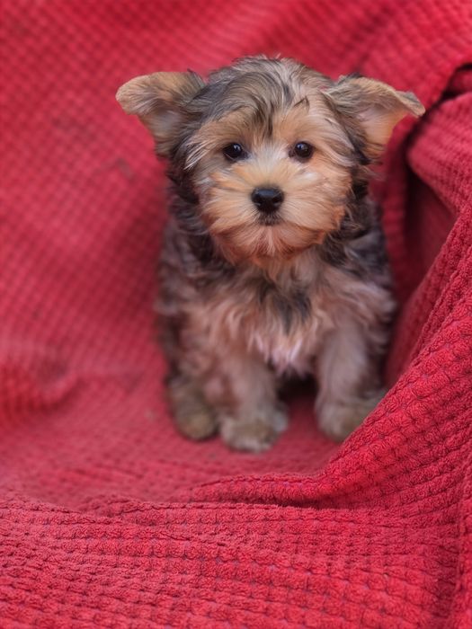 Pieski York  złote  z metryką