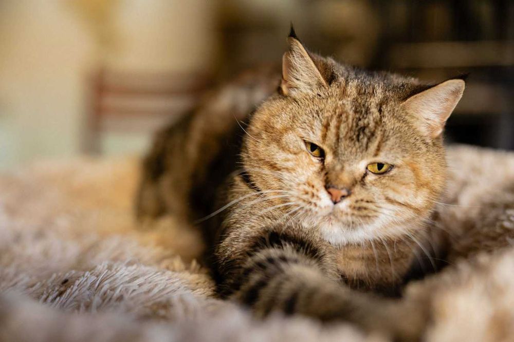 Кицюня 1,5-річна Мія шукає свою родину кіт кішка