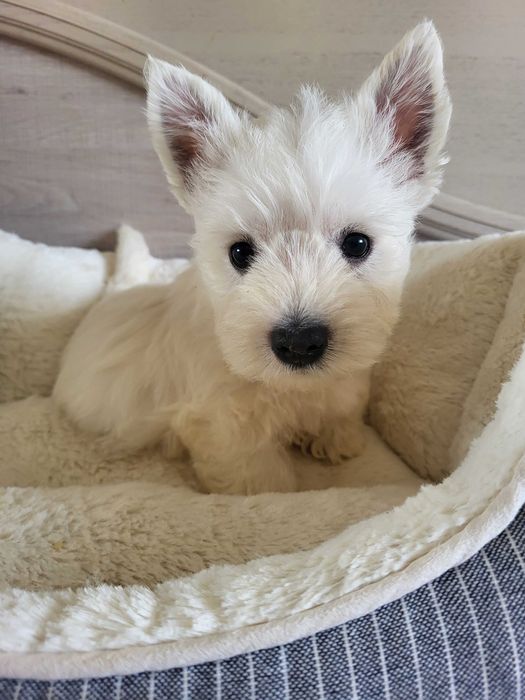 West Highland White Terrier, цуценята