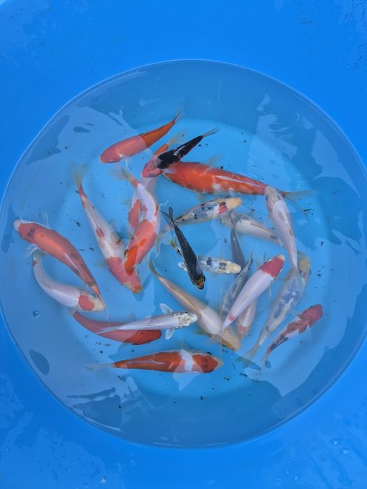 Carpas koi 10cm a 18cm