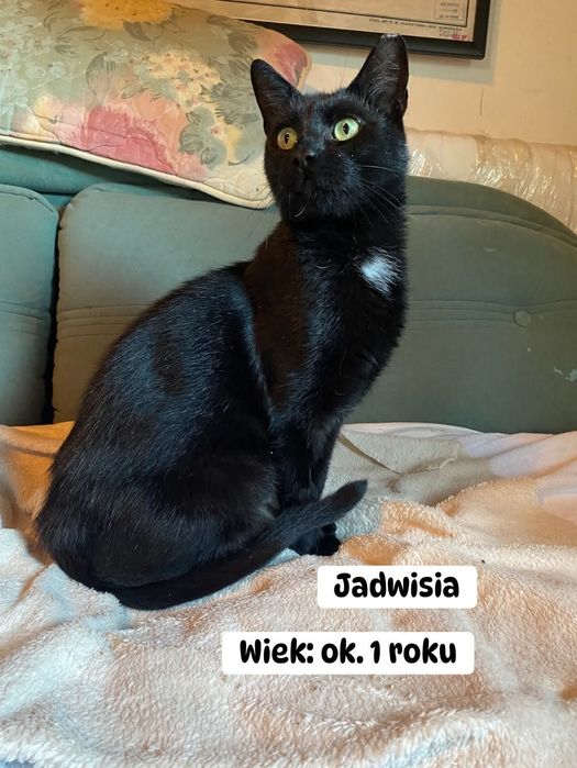 Magnetyzująca młodziutka kotka, tylko na kolanka!