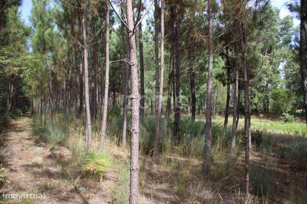 Terreno com pinhal e e mato a 15 minutos de Viseu