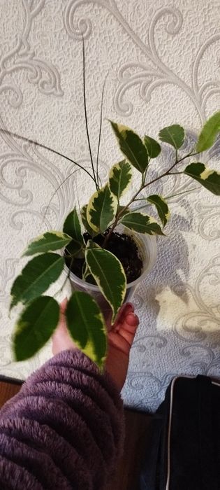 Комнатные цветы .