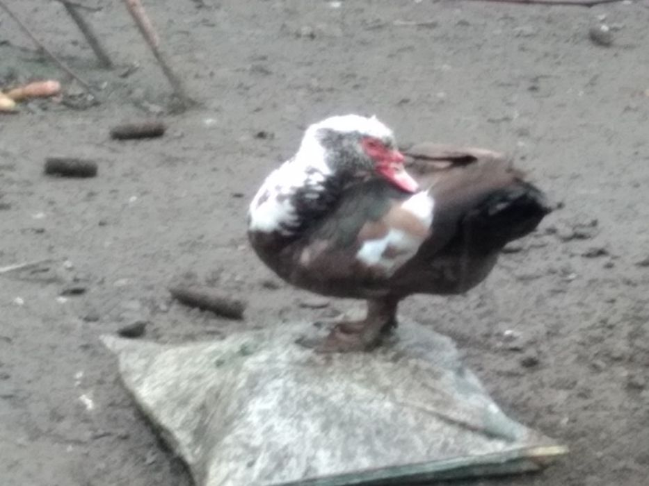 Продам качку шипуна