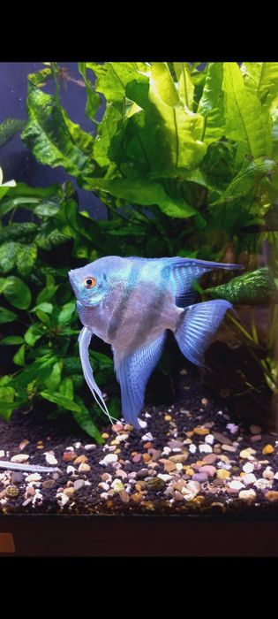 Vendo Escalare azul