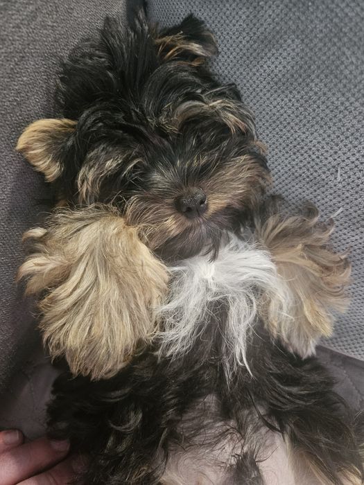 Yorkschire terrier