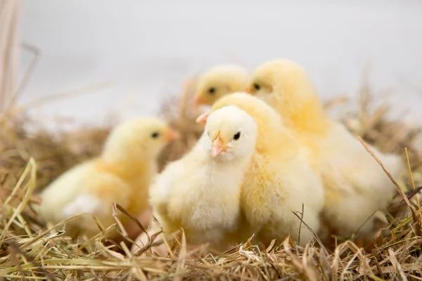 Циплята Цыплята Курчата Несушка Ломан Браун Сенді ДОБОВІ+Півники Петух