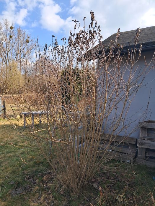 Aronia, forsycja, pęcherznica,