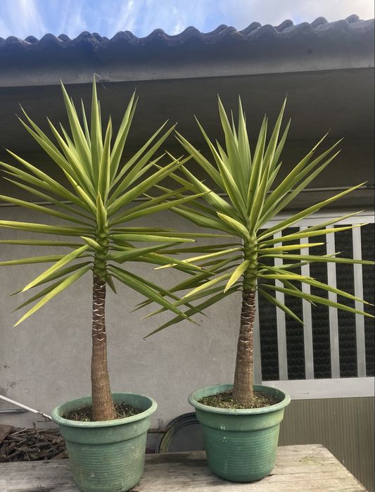 Iuca / Yuca Planta para Varanda de Apartamento