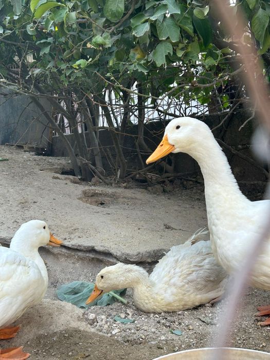 Patos Pequim brancos