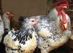 Яйце інкубаційне Веселка