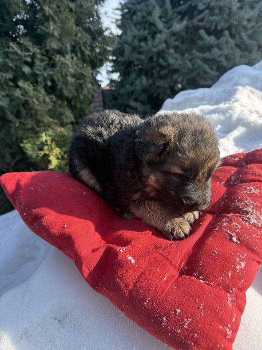 Дуже гарні цуценятка німецькі вівчарки