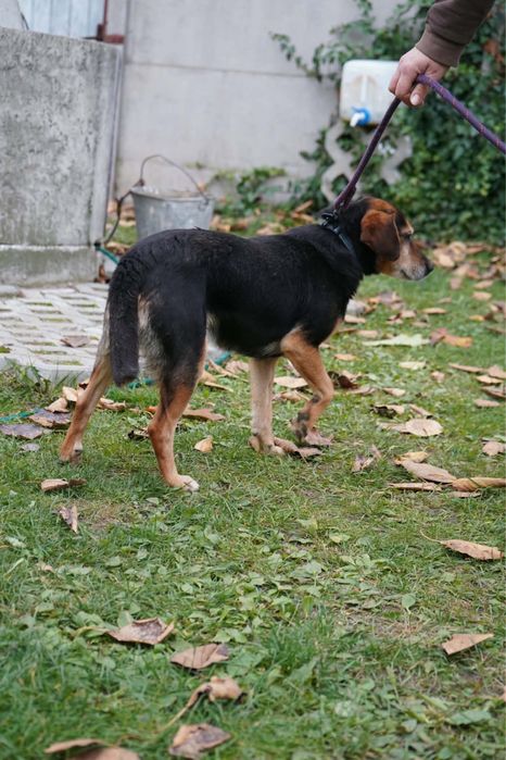 Kochana psinka do adopcji