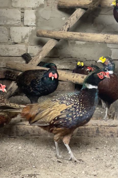 Продам фазана фазанят