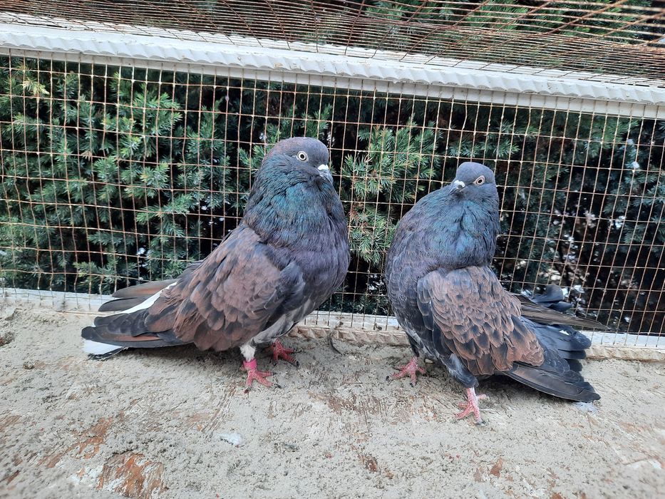 Продам домашню птицю.