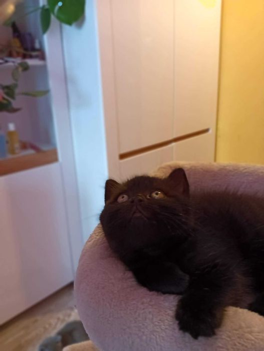 Koty kociaki kocięta Brytyjskie krótkowłose