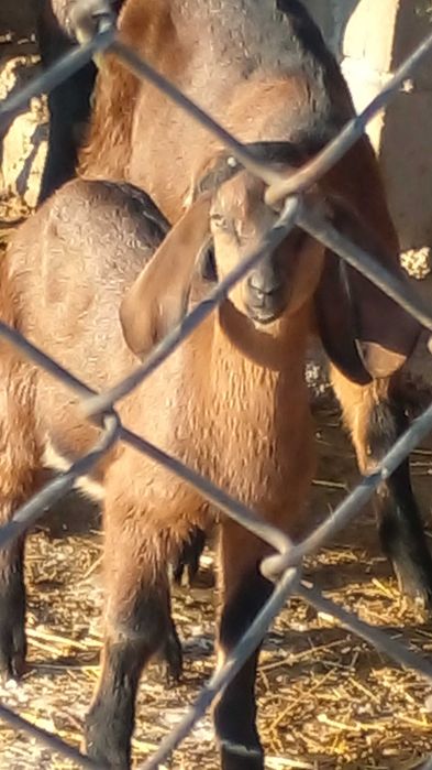 100 % ан козенята