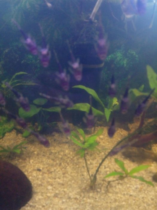 glonojady rybki akwarium