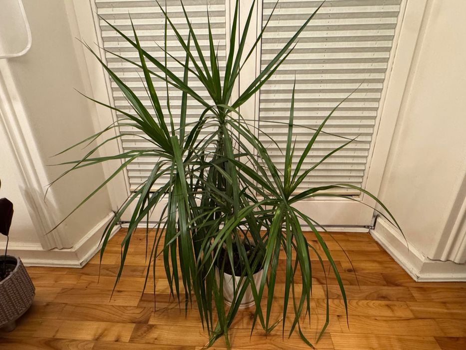 Dracena, 100cm, 5 pędów