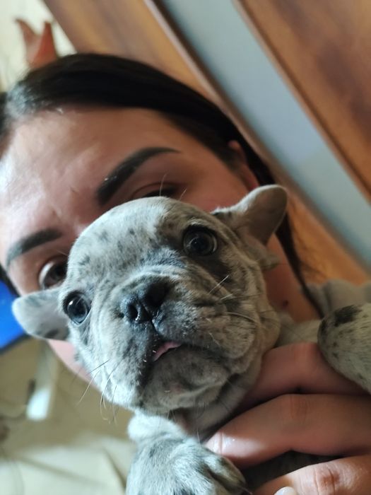 Французский бульдог, Мерле.