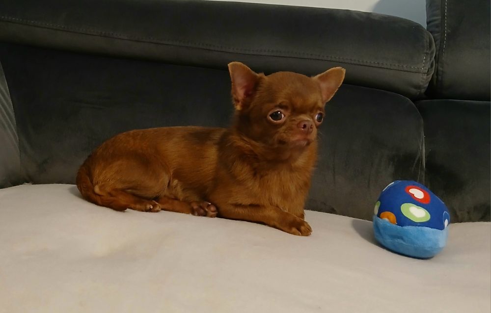 Piesek chihuahua