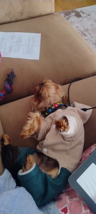 Шукаємо дівчинку для йорка
