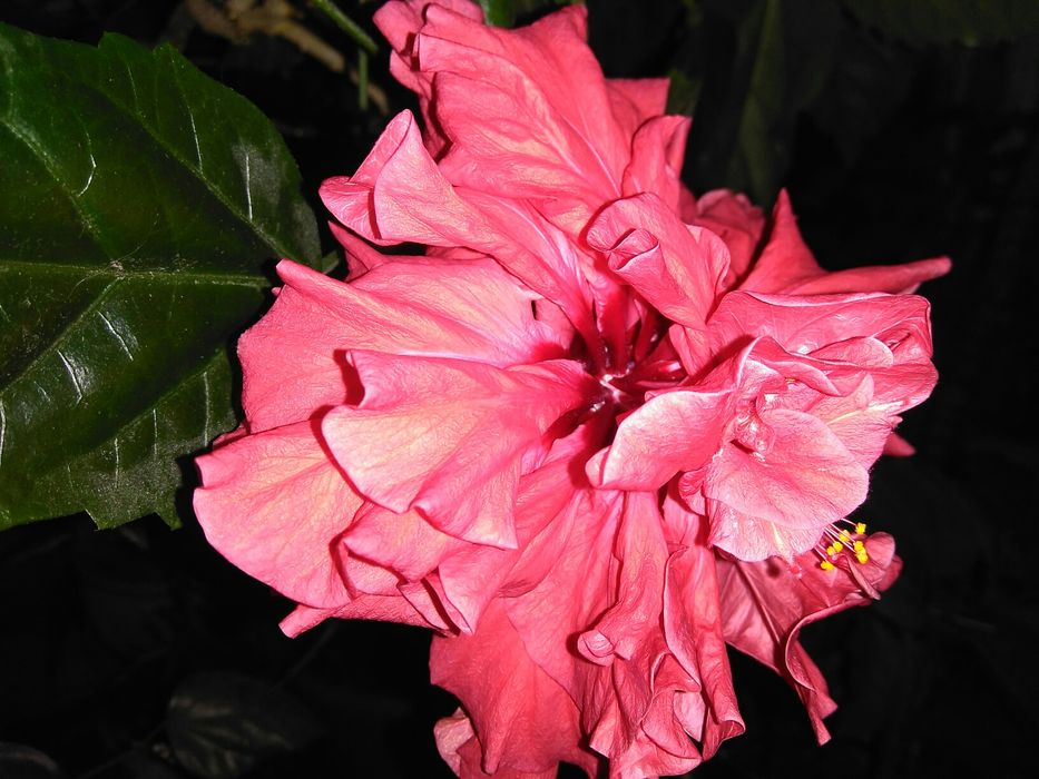 Гібіскус, гибискус